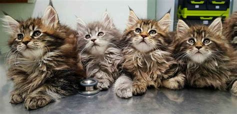 maine coon adopcion|A List Of Maine Coon Adoptions And Rescue Centers。